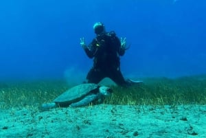 Try diving for the first time in turtle area