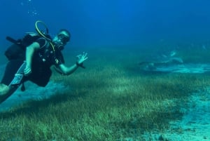 Try diving for the first time in turtle area