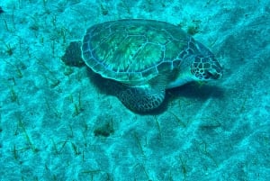 Try diving for the first time in turtle area