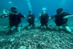 Experimente mergulhar pela primeira vez na área das tartarugas