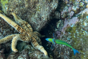 Experimente mergulhar pela primeira vez na área das tartarugas