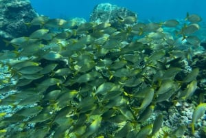 Experimente mergulhar pela primeira vez na área das tartarugas