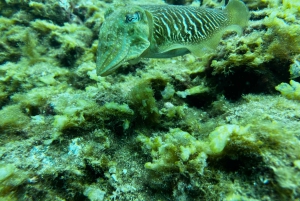 Experimente mergulhar pela primeira vez na área das tartarugas