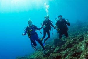 Experimente mergulhar pela primeira vez na área das tartarugas