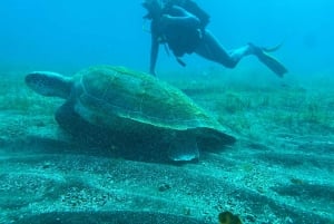 Experimente mergulhar pela primeira vez na área das tartarugas