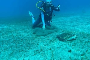 Experimente mergulhar pela primeira vez na área das tartarugas