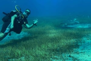 Experimente mergulhar pela primeira vez na área das tartarugas