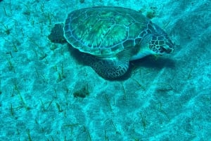 Experimente mergulhar pela primeira vez na área das tartarugas