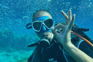 Experimente mergulhar pela primeira vez na área das tartarugas