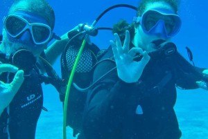 Experimente mergulhar pela primeira vez na área das tartarugas