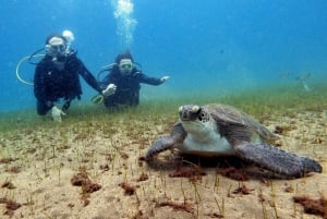 Underwater Tenerife - personalized scuba diving experience