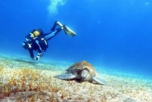 Underwater Tenerife - personalized scuba diving experience