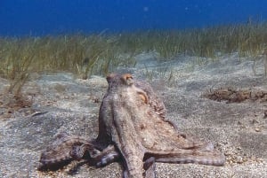 Underwater Tenerife - personalized scuba diving experience