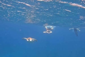 Unforgettable snorkeling tours with turtles