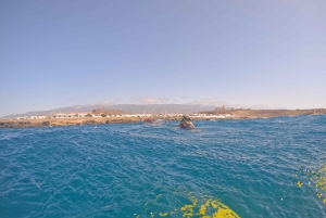 Indimenticabili tour di snorkeling con le tartarughe