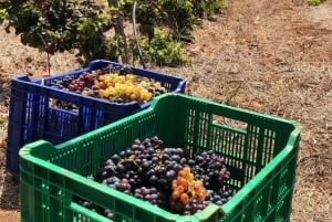 Dolina Tegueste: Wycieczka winiarska z degustacją w winiarni El Lomo