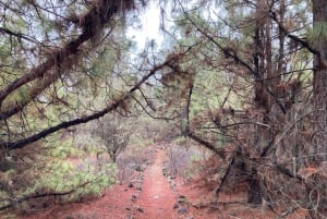 Teneriffa: Wonderful Day Hike Pasaje Lunar