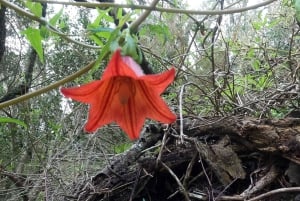 Vulkane, Weinberge und Lorbeerwälder – Santiago del Teide