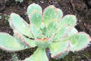 Vulkane, Weinberge und Lorbeerwälder – Santiago del Teide