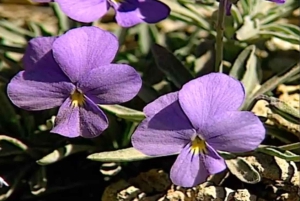 Walking route Icod de los Vinos 1:30h