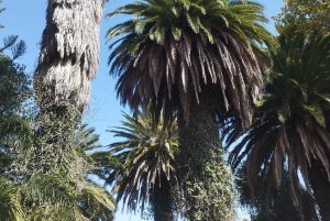 Walking route Icod de los Vinos 1:30h