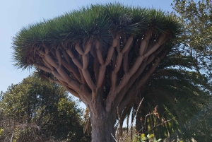 Walking route Icod de los Vinos 1:30h