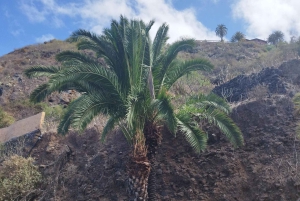 Walking route Icod de los Vinos 1:30h