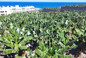 Walking route Icod de los Vinos 1:30h