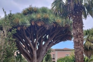 Guided walking tour in La Orotava,Tenerife