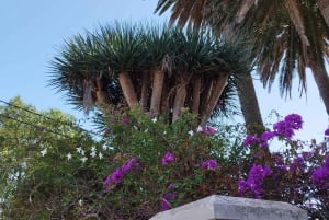 Guided walking tour in La Orotava,Tenerife