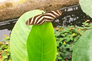 Walking tour in Garachico (1:30 h)