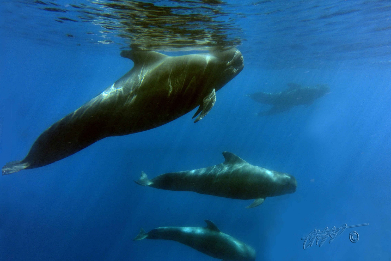  Whale and Dolphin Tour with Underwater Views