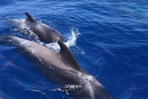 Whale and Dolphin Watching Yacht Trip in Puerto Colon