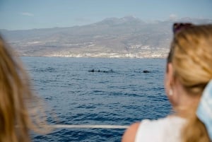 Excursión en yate para avistar ballenas y delfines en Puerto Colón