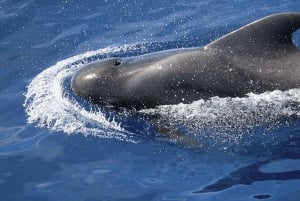 Whales Watching Tour Tenerife South