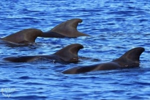 Whales Watching Tour Tenerife South