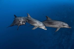 Whales Watching Tour Tenerife South