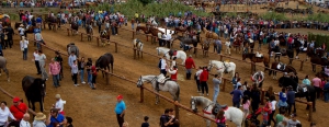 Livestock Fair in Los Realejos