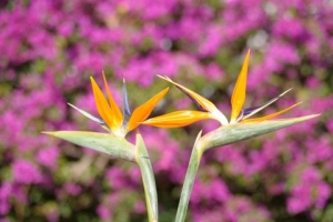 Bird of paradise - Strelizia