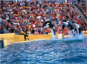 Orca Whales at Loro Parque, Puerto de la Cruz