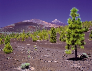 Pine forests of Teide National Park