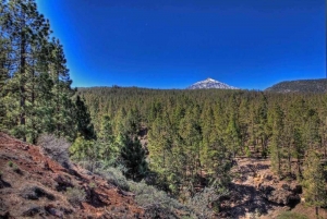 Tenerife pine forests and Mount Teide