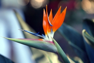 Tenerife Strelitzia - Bird of Paradise flower