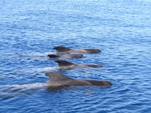 Tenerife's whales and dolphins