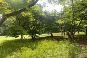 Poznaj historię Shinjuku Gyoen – prywatna wycieczka piesza