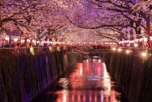 Evening Hanami (Cherry Blossom) Experience with a Local