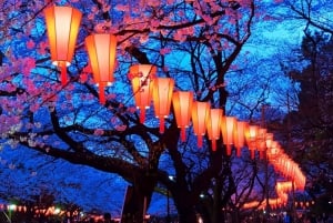 Evening Hanami (Cherry Blossom) Experience with a Local