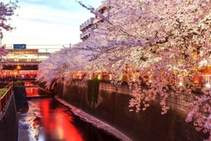 Evening Hanami (Cherry Blossom) Experience with a Local