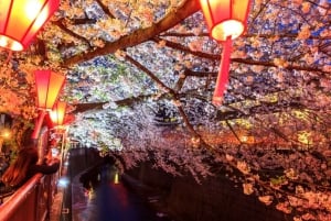 Evening Hanami (Cherry Blossom) Experience with a Local