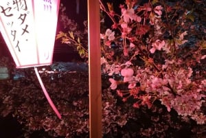 Evening Hanami (Cherry Blossom) Experience with a Local